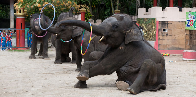 11 июля вход в зоопарки Таиланда будет бесплантым
